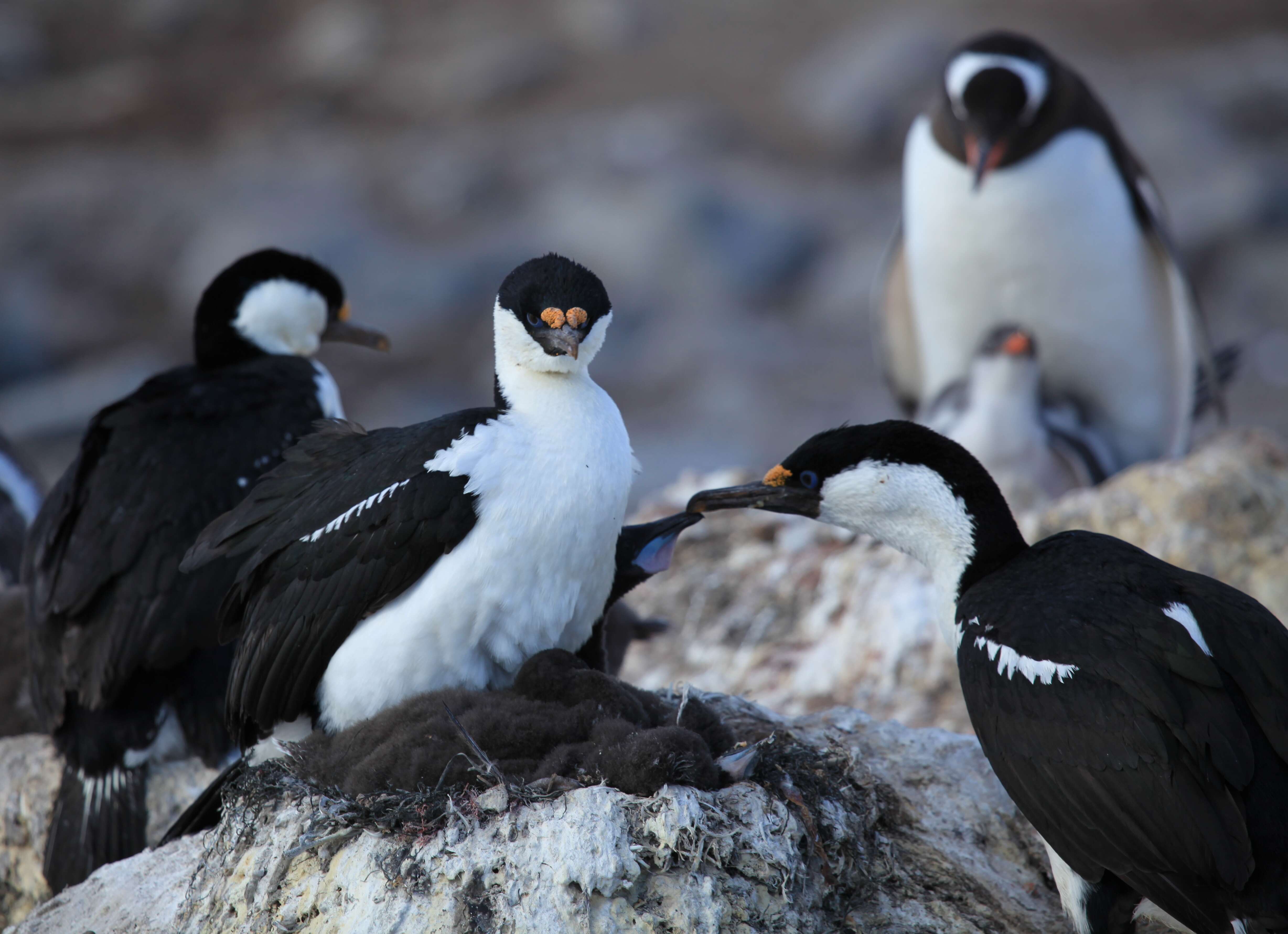 Image of Antarctic Shag