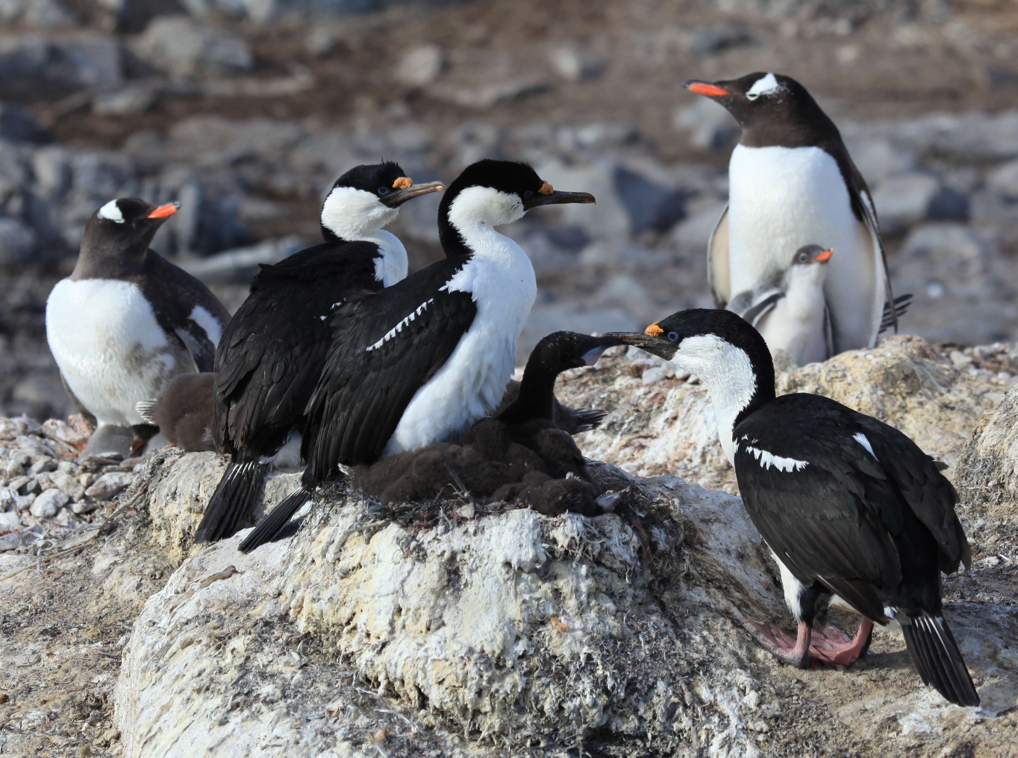 Image of Antarctic Shag