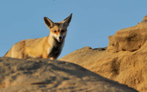 Image of Arabian red fox