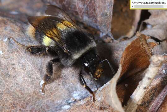 Image of Bombus ganjsuensis Skorikov 1913