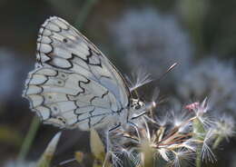 Image of Melanargia larissa Hübner 1827