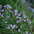 Imagem de Houstonia purpurea var. montana (Small) Terrell