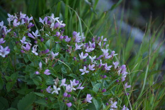 Image of Roan Mountain bluet