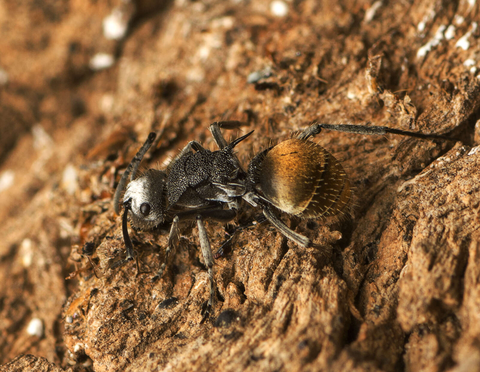 Image de Polyrhachis senilis Forel 1902