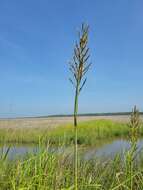 Image of Big Cord Grass