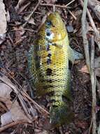 Image of Monarch Cichlid