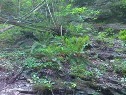 Imagem de Polystichum aculeatum (L.) Roth