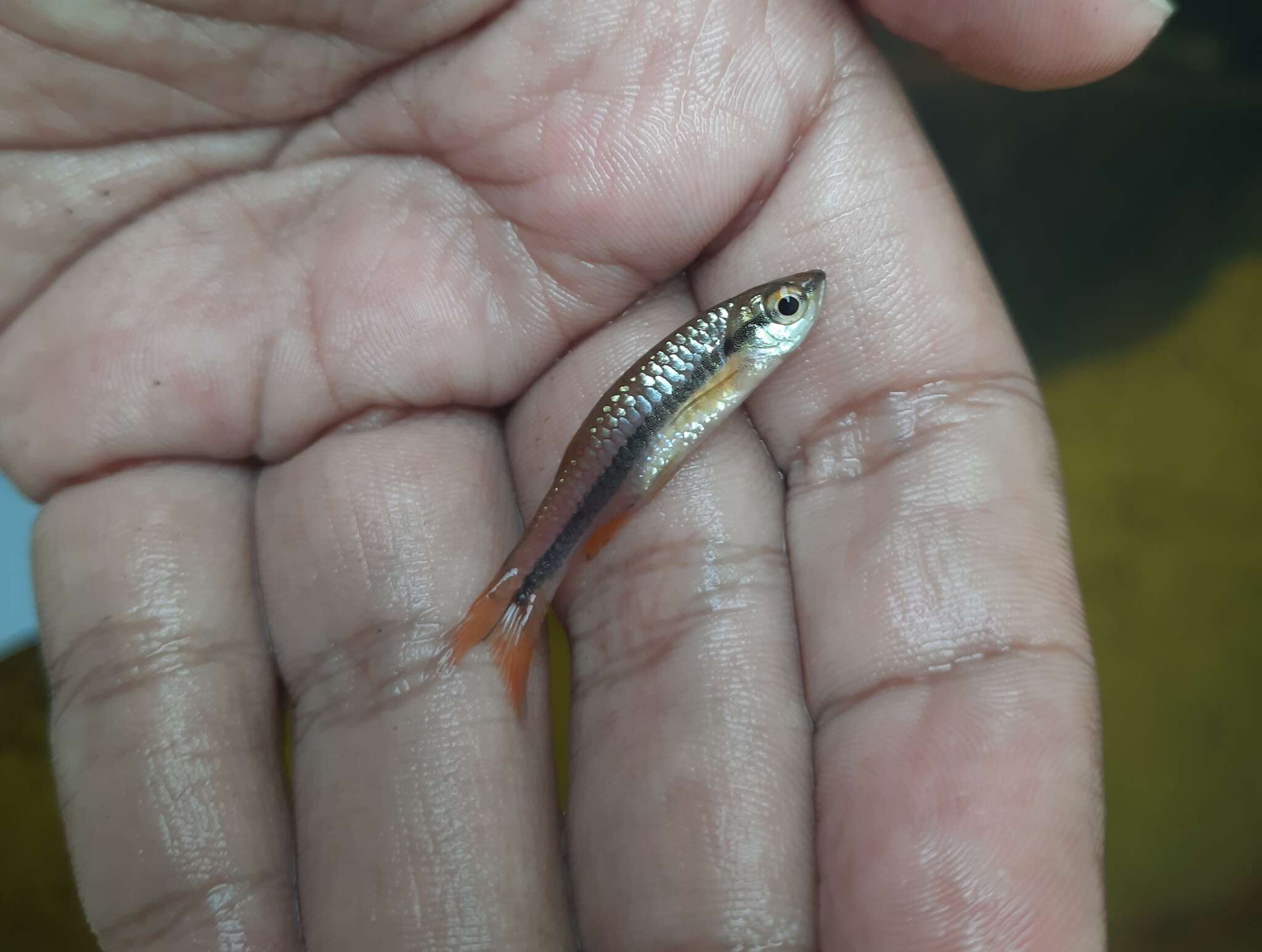 Слика од Rasbora einthovenii (Bleeker 1851)