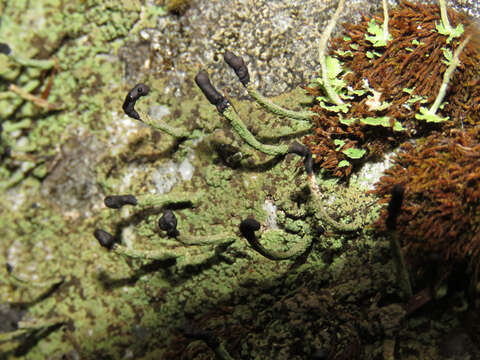 Image of Pilophorus clavatus Th. Fr.