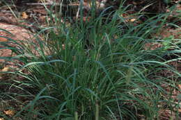 Image de Setaria lindenbergiana (Nees) Stapf