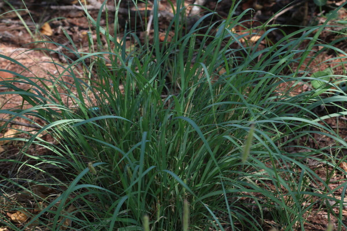 صورة Setaria lindenbergiana (Nees) Stapf