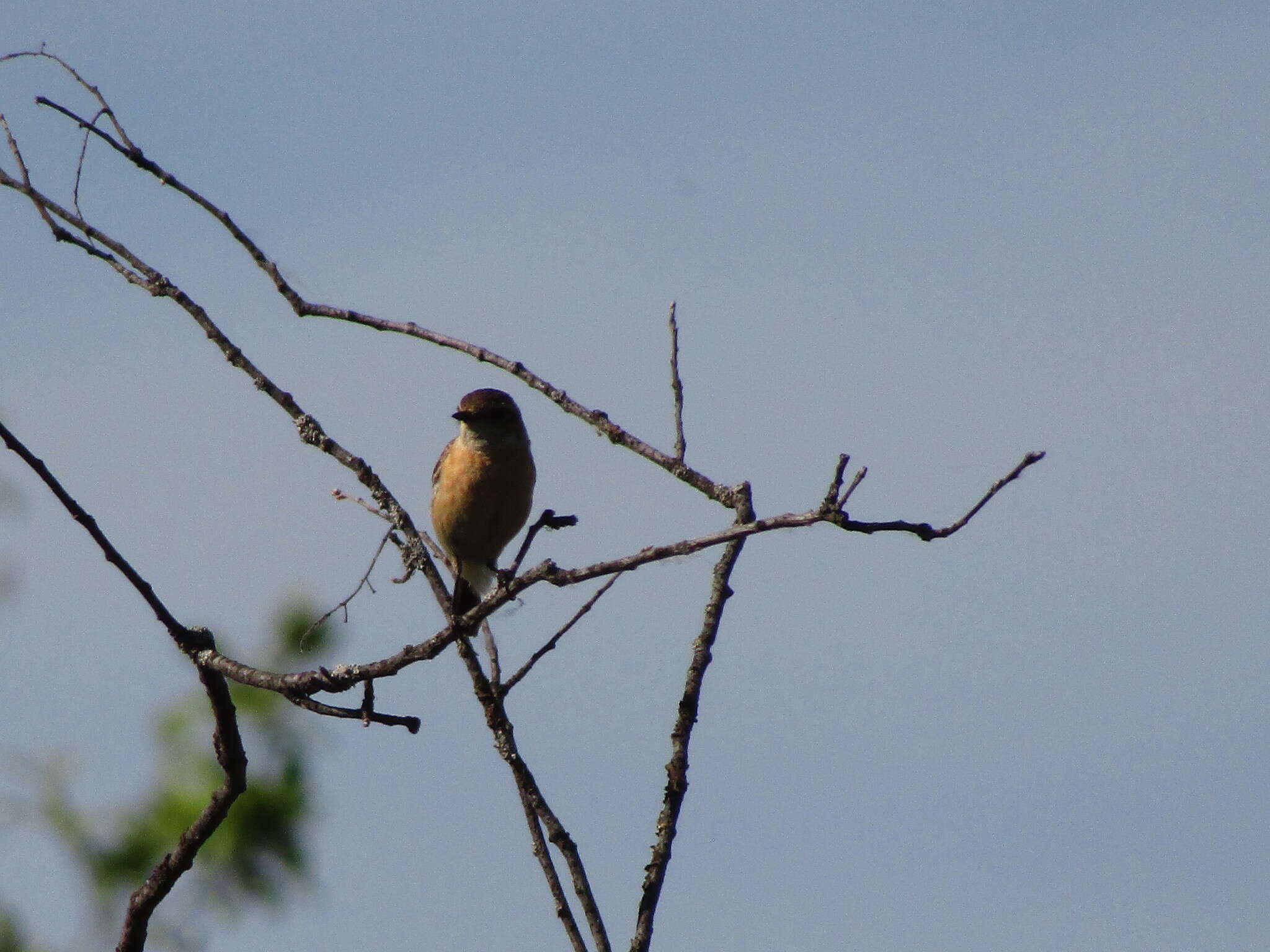 Saxicola maurus maurus (Pallas 1773) resmi