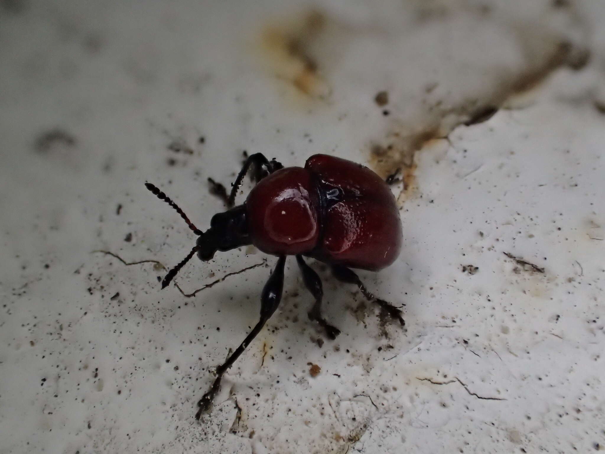 Image of Oak Leaf-roller