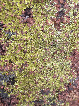 Image of Gold cobblestone lichen