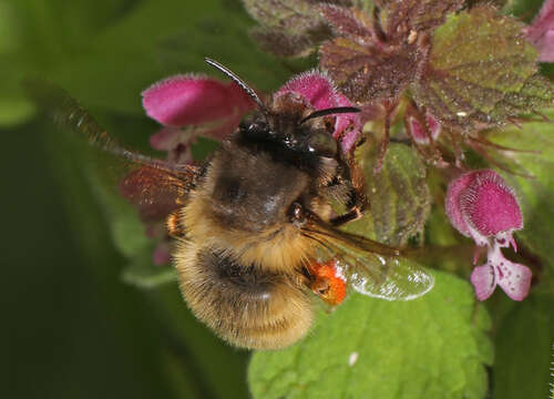 Anthophora villosula Smith 1854 resmi