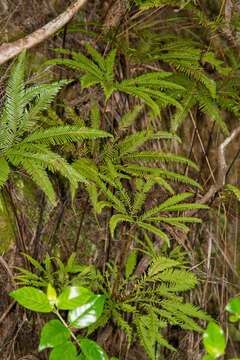 Image of Sticherus flabellatus var. flabellatus