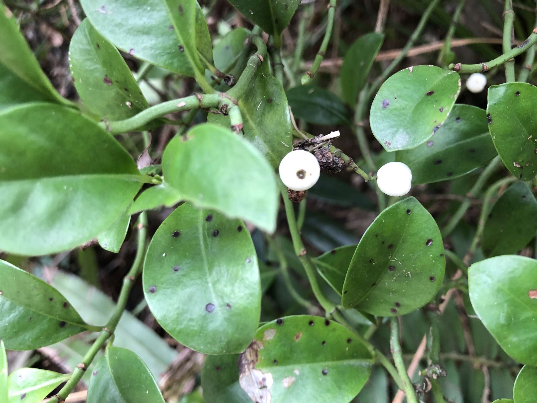 Image of Psychotria serpens L.