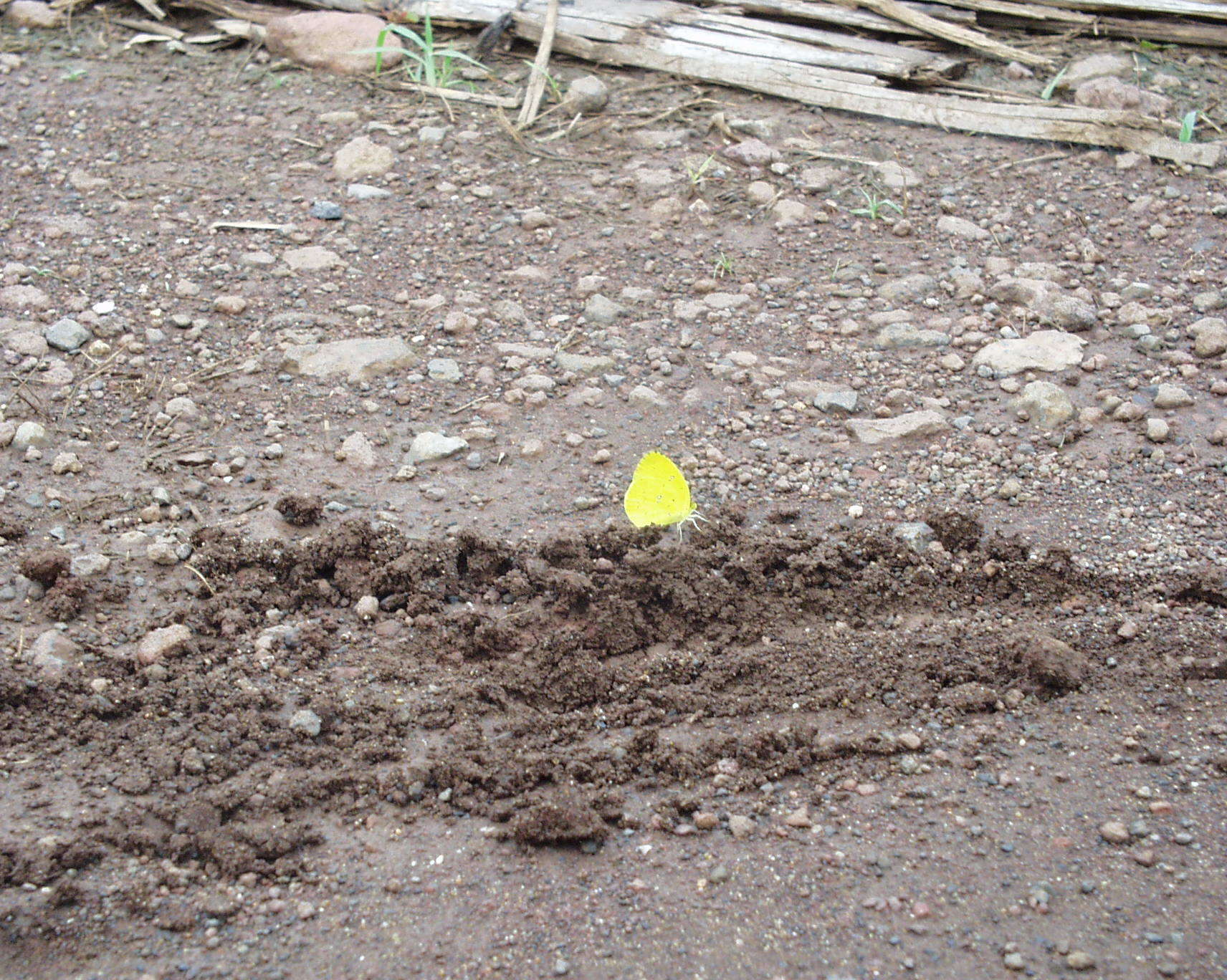 Слика од <i>Eurema <i>floricola</i></i> floricola