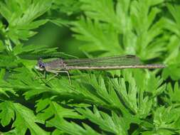 Image of Siberian Winter Damsel