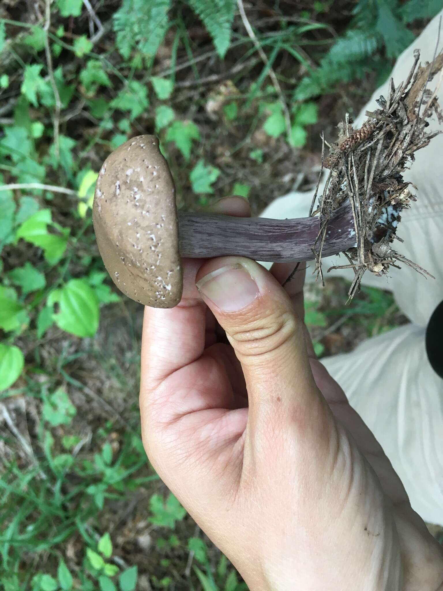 Image of Tylopilus plumbeoviolaceus (Snell & E. A. Dick) Snell & E. A. Dick 1941