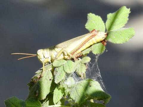 Слика од Melanoplus yarrowii (Thomas & C. 1875)