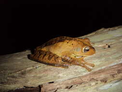 Image of Blacksmith tree frog