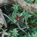 Image de Ceropegia venenosa subsp. venenosa