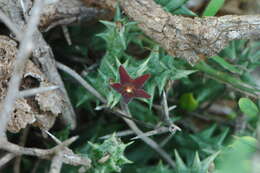 Image of Ceropegia venenosa (Maire) Bruyns