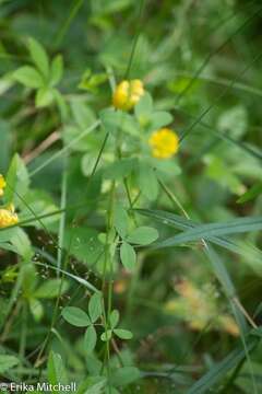 Plancia ëd Trifolium aureum Pollich