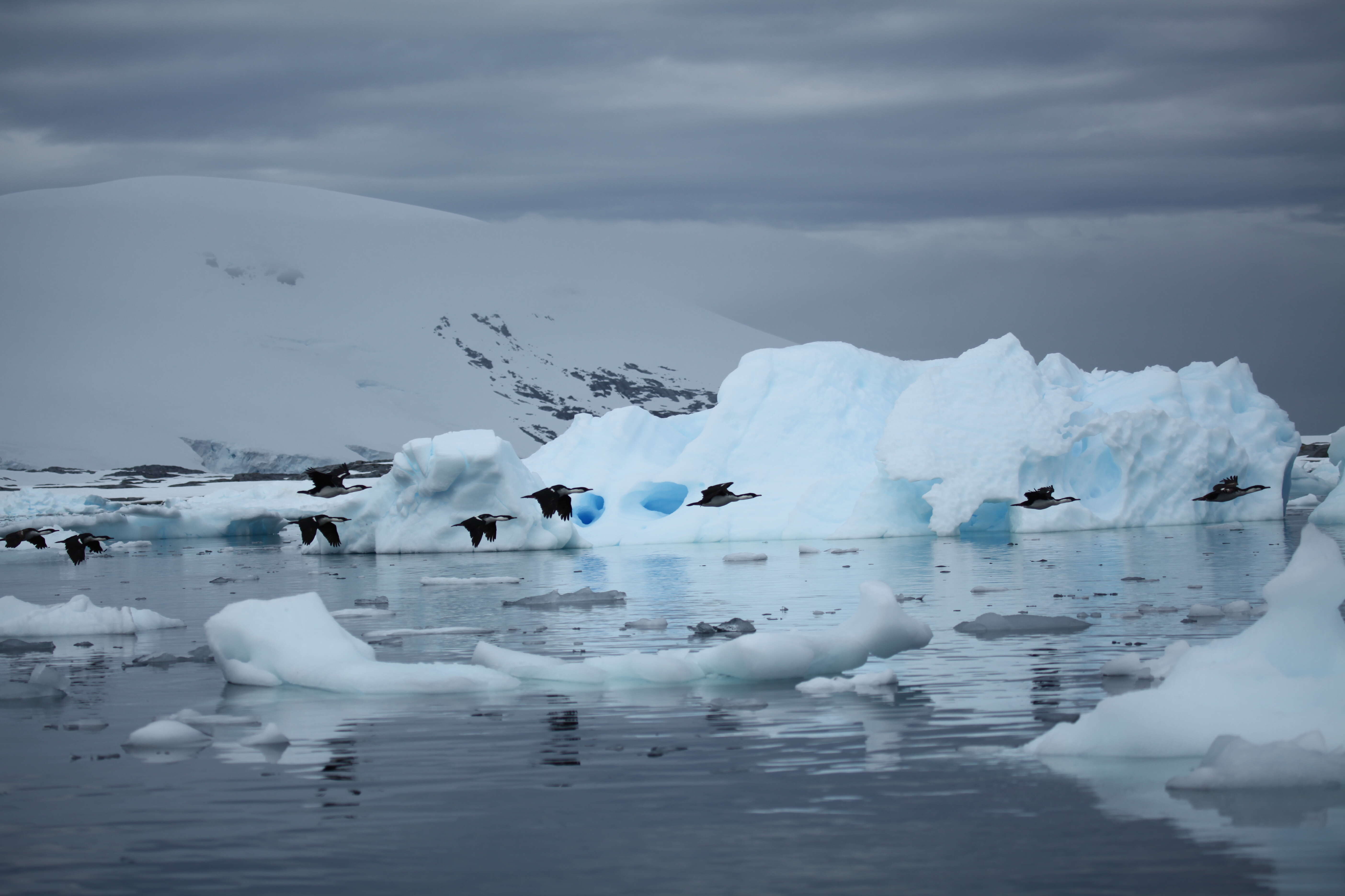 Image of Antarctic Shag