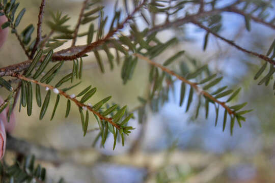 Image of Hemlock Woolly Adelgid