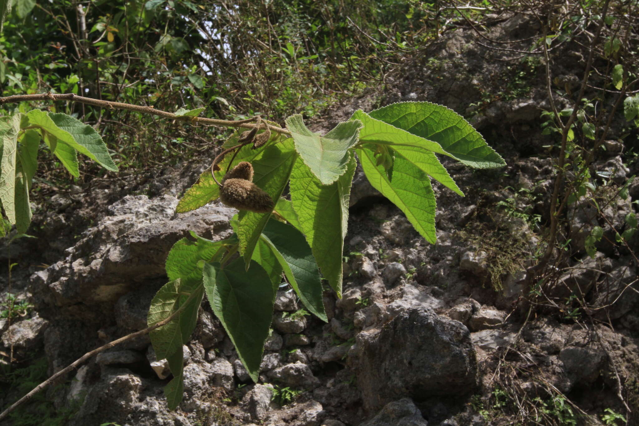 Image of screwtree