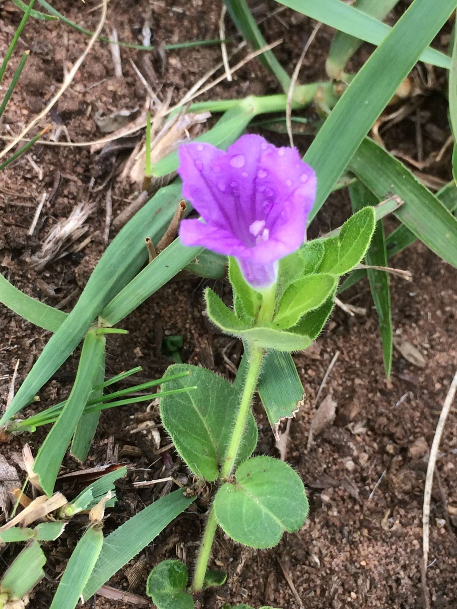 Plancia ëd Ruellia cordata Thunb.