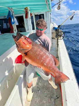 Image of Canteen Snapper