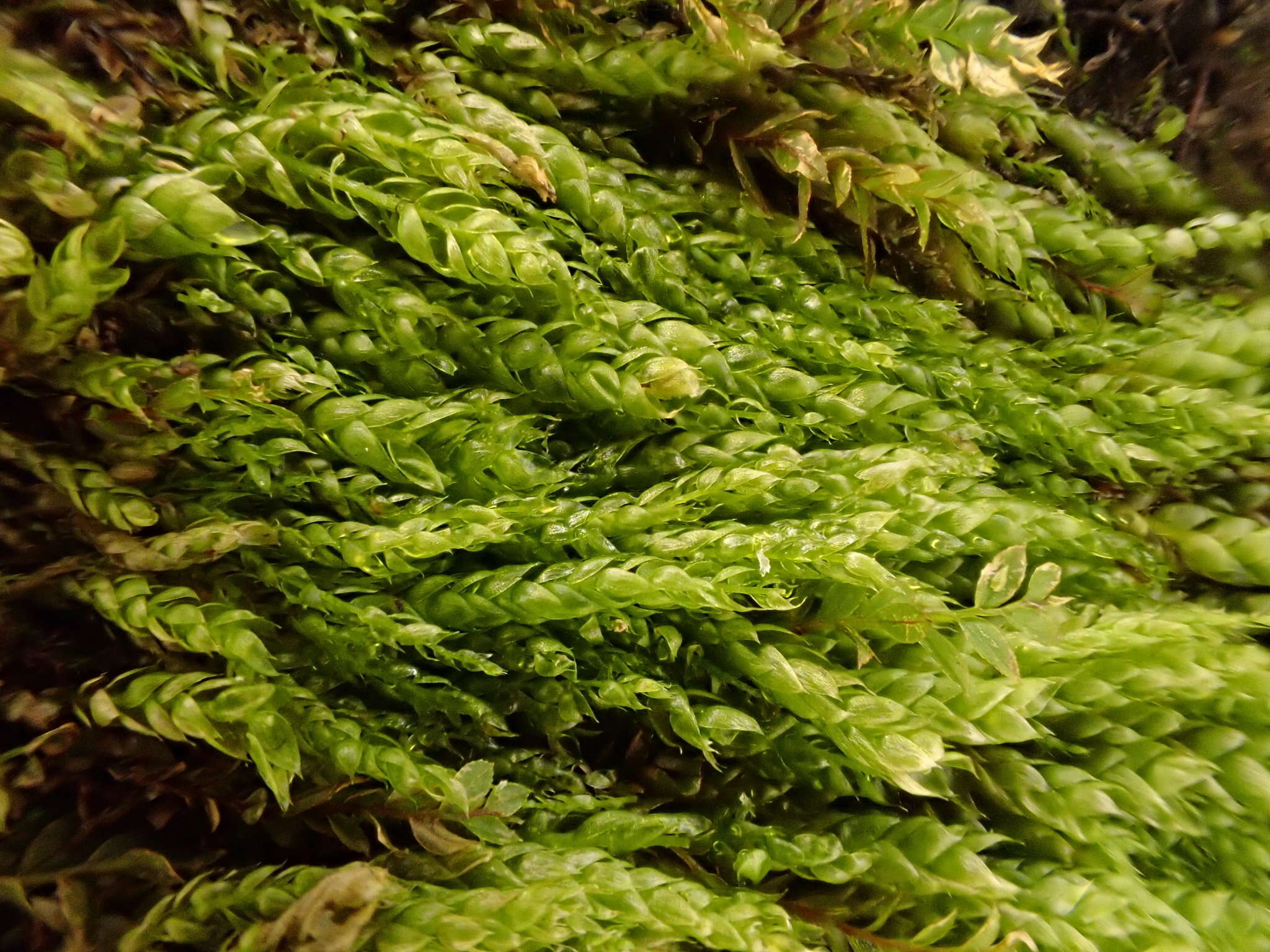 Image of plagiothecium moss