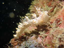 Bornella stellifera (A. Adams & Reeve) resmi