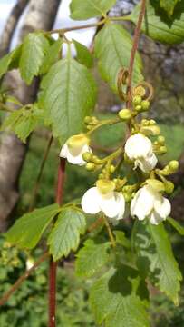 Image of showy balloonvine