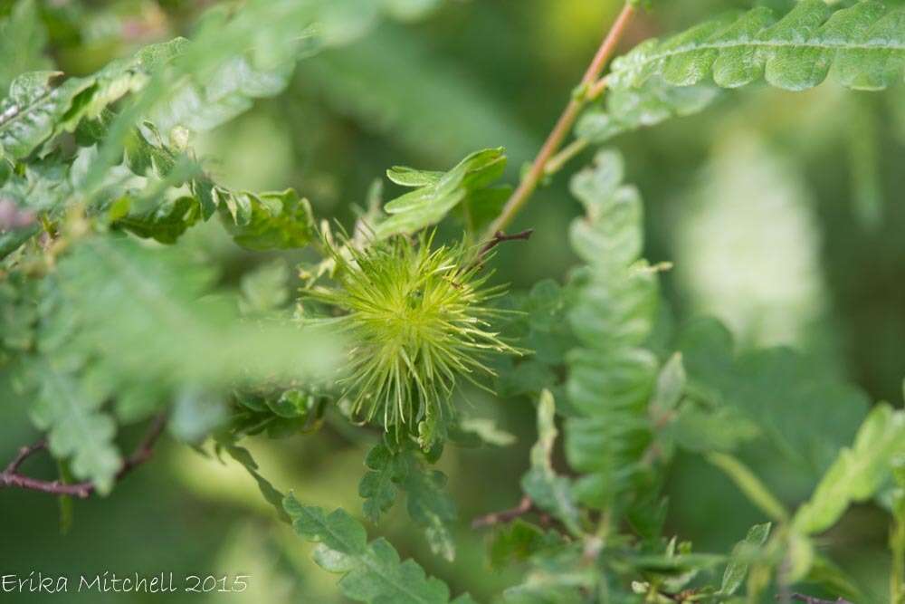 Image of sweet fern