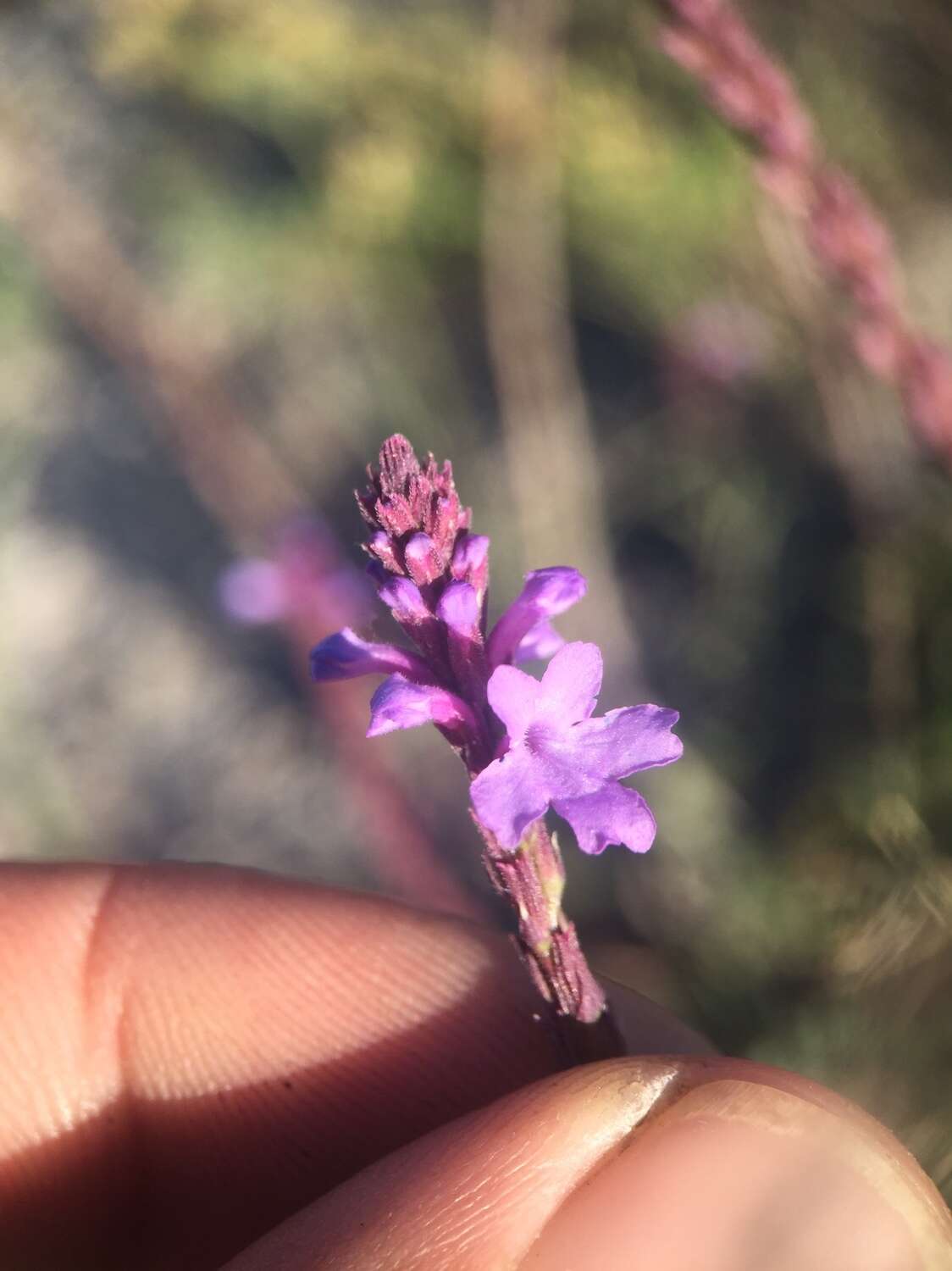 Image de Verbena simplex var. orcuttiana (L. M. Perry) N. O'Leary