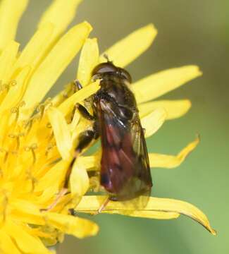 Image of Chalcosyrphus libo (Walker 1849)