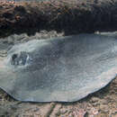 Image of Porcupine Ray