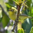 Zosterops luteus Gould 1843 resmi