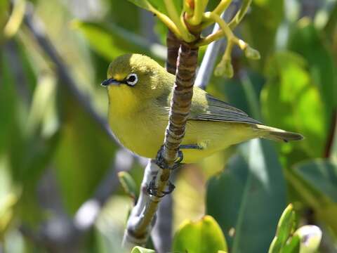 Imagem de Zosterops luteus Gould 1843