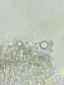 Image of Resinomycena rhododendri (Peck) Redhead & Singer 1981