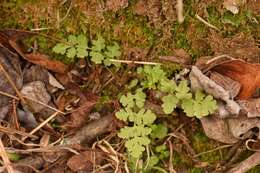 Sivun Woodsia obtusa subsp. occidentalis Windham kuva