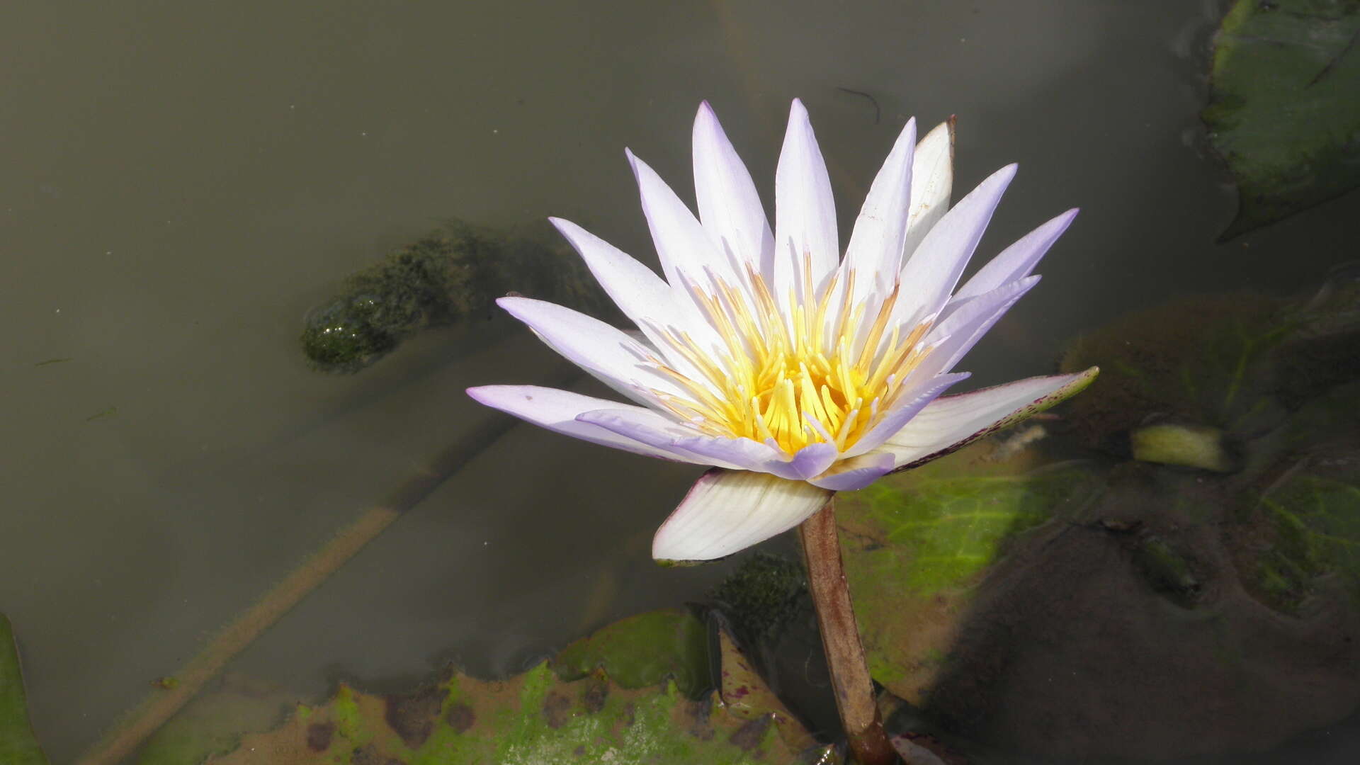 Image of Blue Egyptian lotus