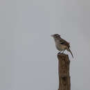 Image of Brown-backed Scrub Robin