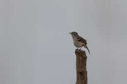 Image of Brown-backed Scrub Robin
