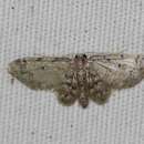 Image de Idaea pervertipennis Hulst 1900