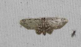 Image of Idaea pervertipennis Hulst 1900